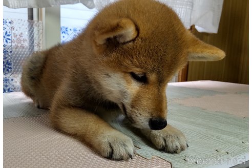 成約済の秋田県の柴犬-312550の4枚目